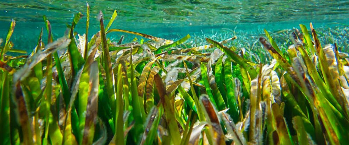 Posidonia Seegraswiese Formentera