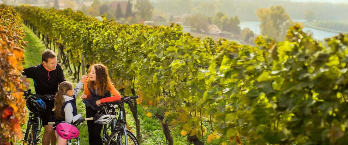 Radfahren in tschechischem Weinberg an der Elbe