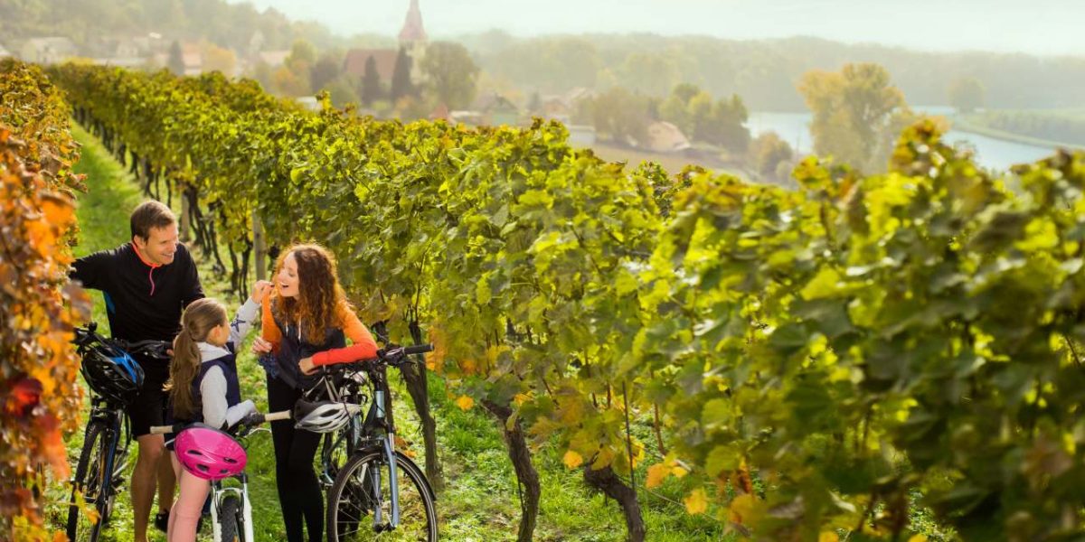 Radfahren in tschechischem Weinberg an der Elbe