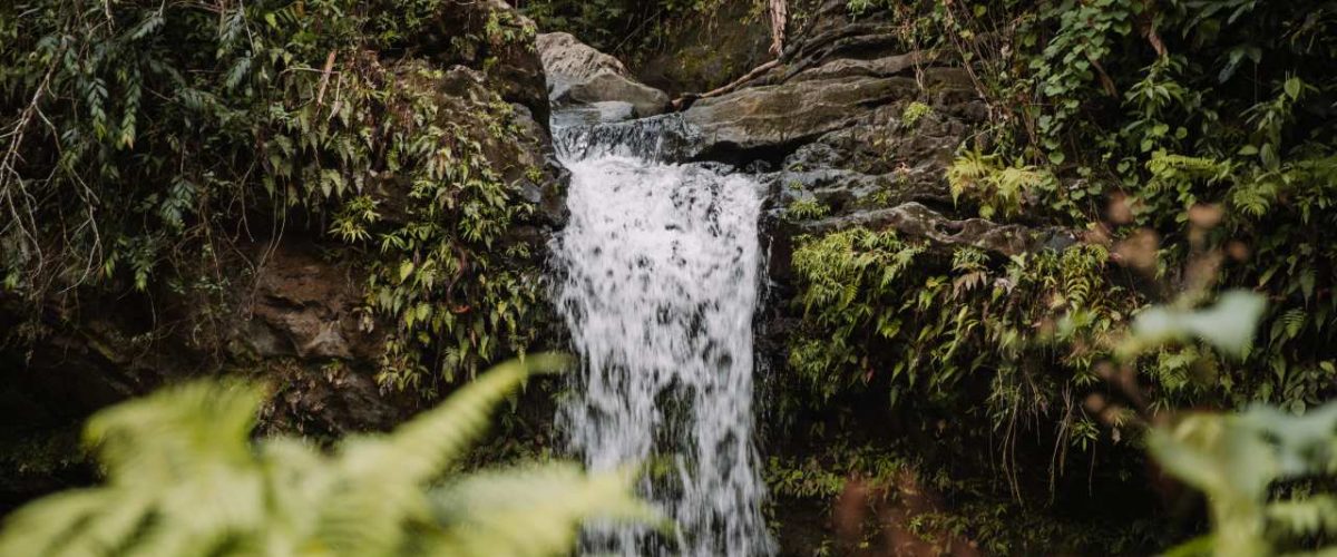 Regenwald NorEste Trail Puerto Rico