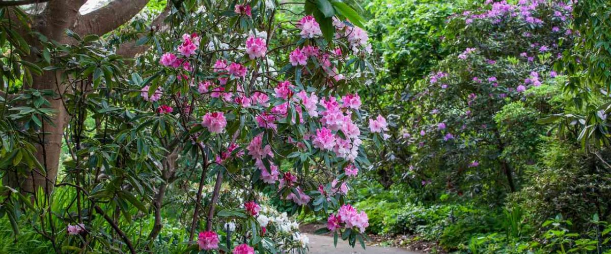 Rhododendron Garten im San Francisco Botanical Garden