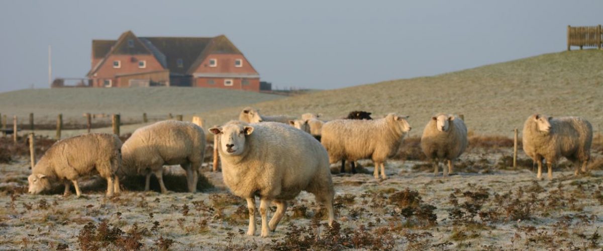 Schafherde Nordstrand Winter