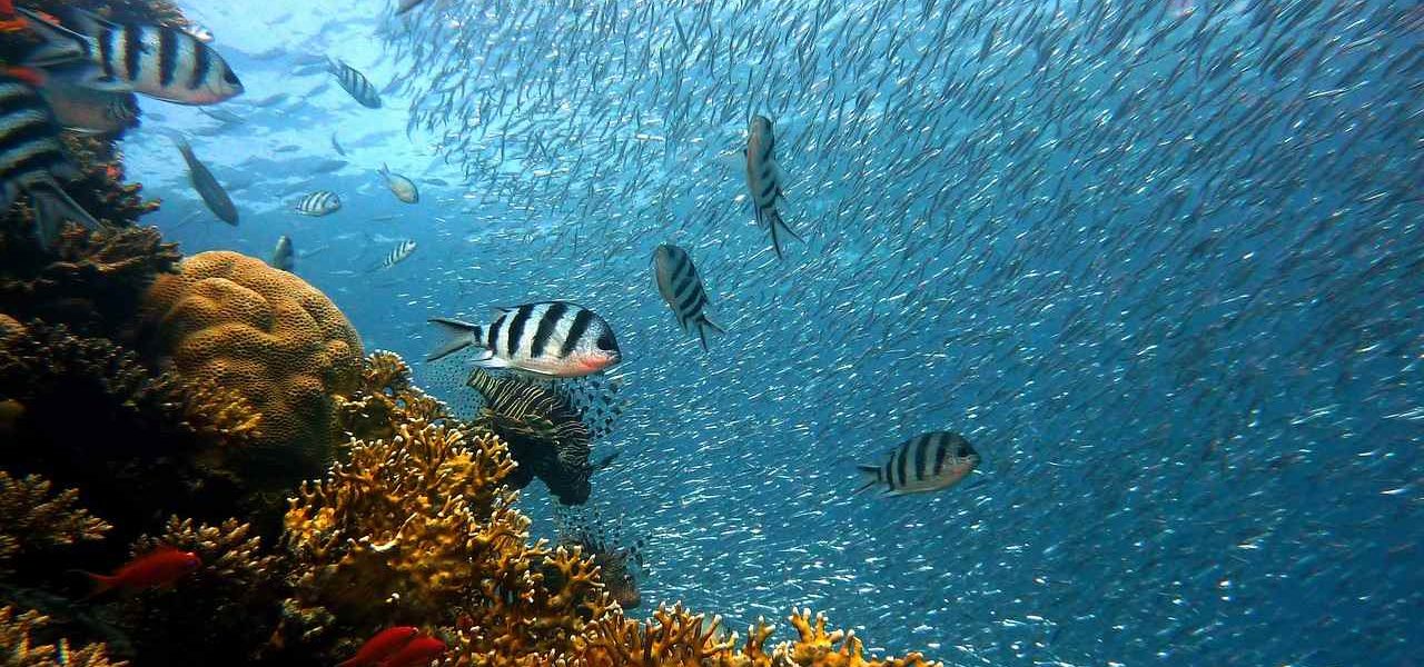Sharm el Sheikh Korallenriff Tauchspot