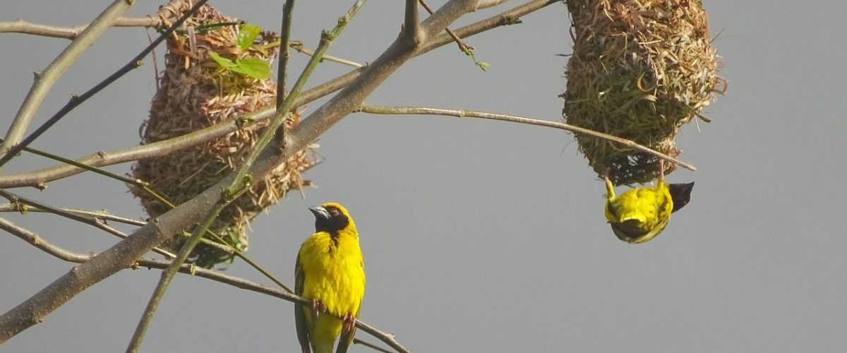 Webervögel auf Mauritius beim Nestbau