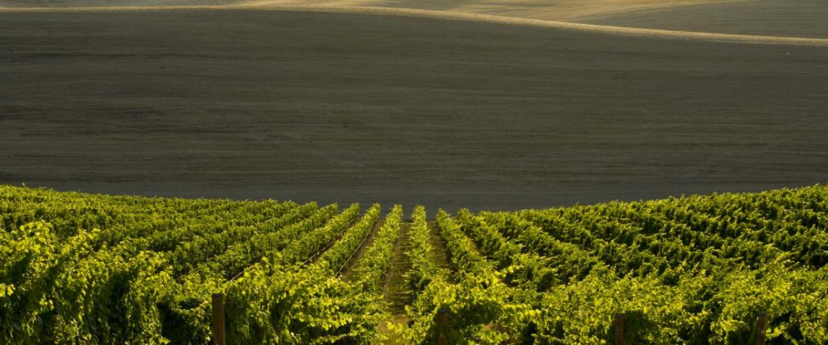 Weinplantage in Dayton