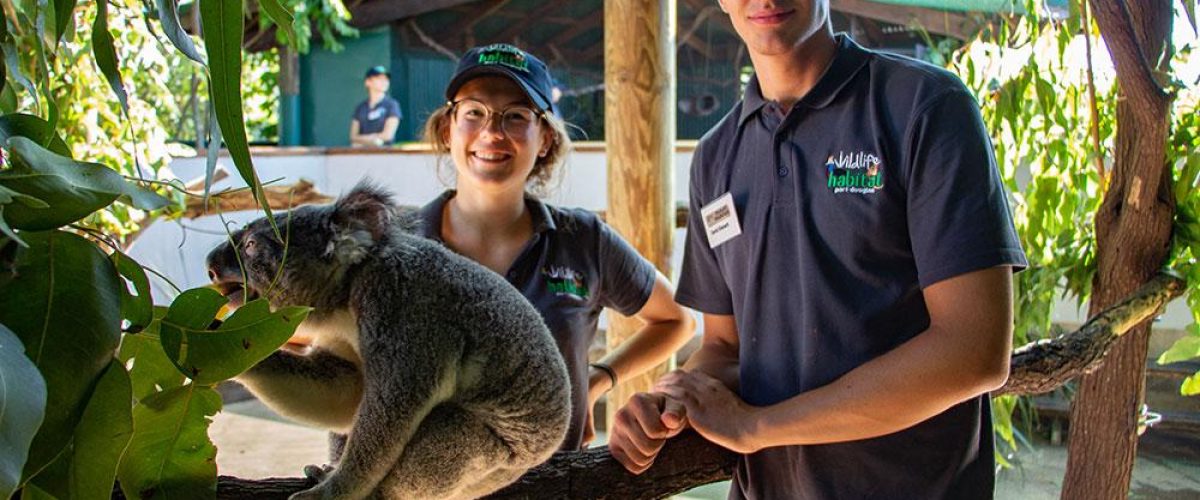 Wildlife Volunteers mit einem Koala