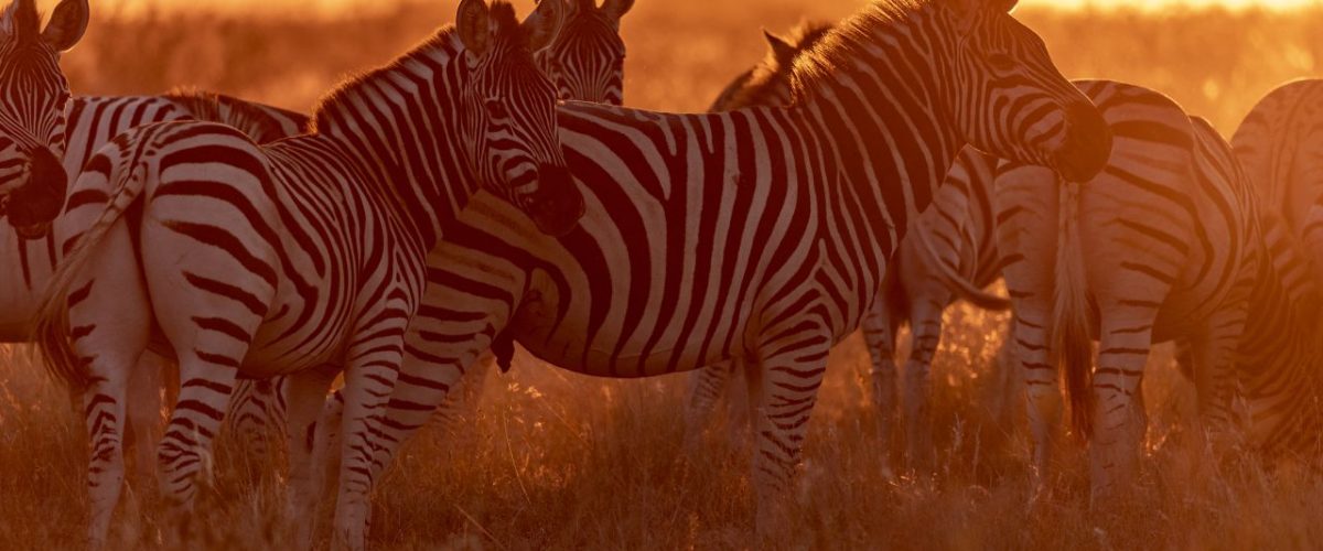 Zebrawanderung im Norden Botswanas